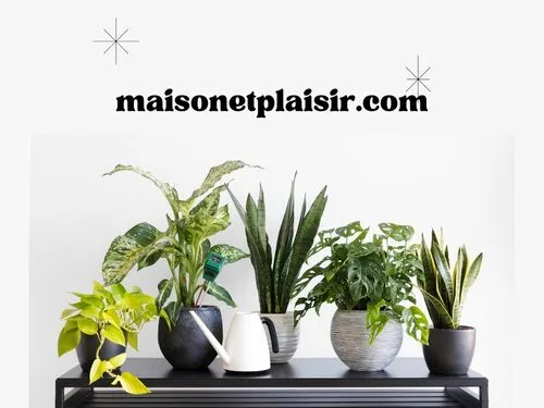 Jardin Vertical : Secrets pour un Petit Espace Luxuriant