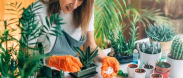 Idées De Jardinage Intérieur Pour Un Effet Waouh Immédiat