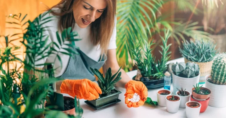 Idées De Jardinage Intérieur Pour Un Effet Waouh Immédiat