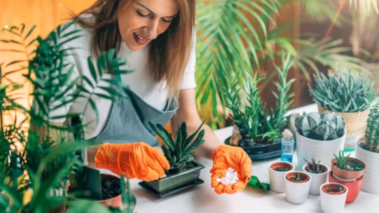 Idées De Jardinage Intérieur Pour Un Effet Waouh Immédiat