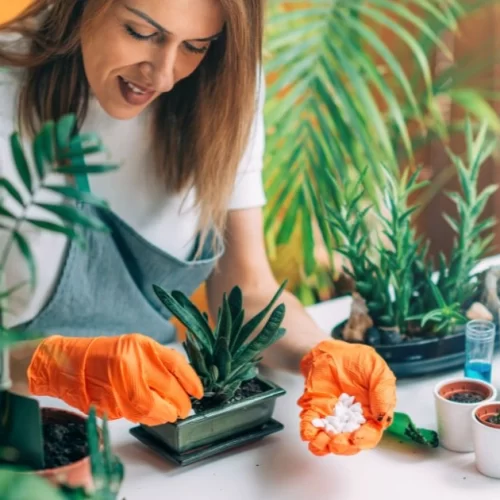 Idées De Jardinage Intérieur Pour Un Effet Waouh Immédiat